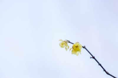 Chimonanthus praecox