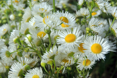 田野里的雏菊