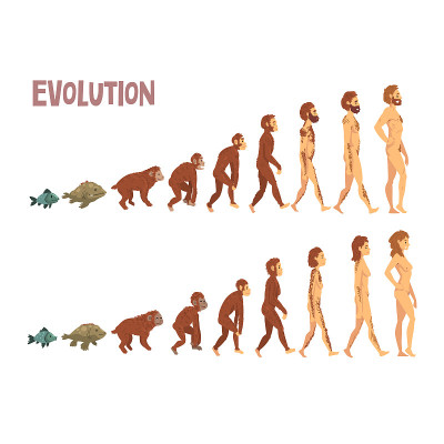 Biology Human Evolution Stages, Evolutionary Proce