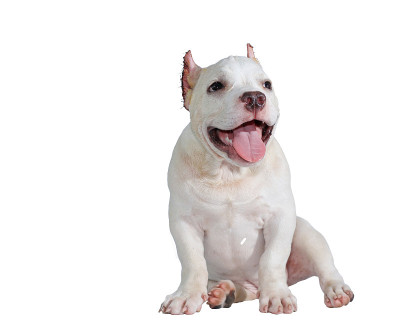白色斗牛犬孤立在白色背景和剪切路径内