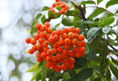 花楸，花楸