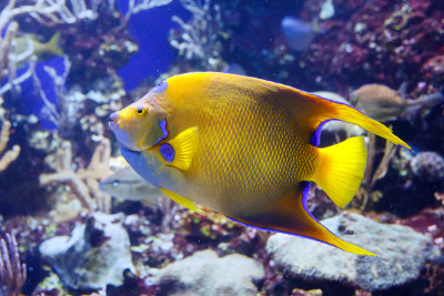美丽的皇后天使鱼(Holacanthus ciliaris)，特写