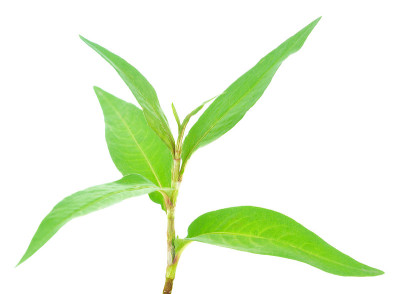 热薄荷，越南薄荷孤立上白
