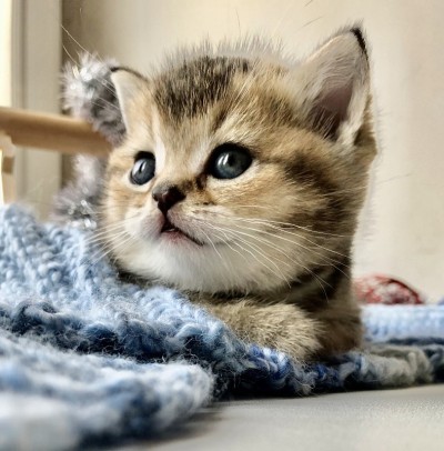小猫的房子