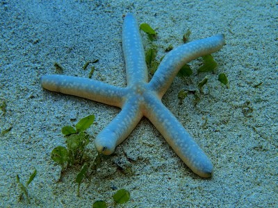 海星