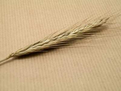麦穗