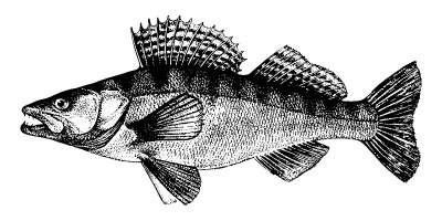 Zander, Pike-perch, Fish collection