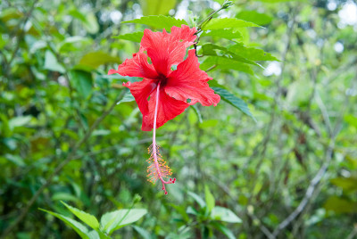 红色的芙蓉