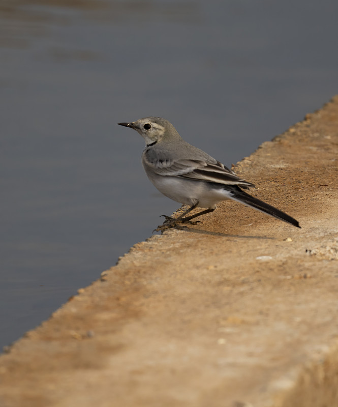 白色鹡鸰.白色鹡鸰岩（ Motacilla alba ）