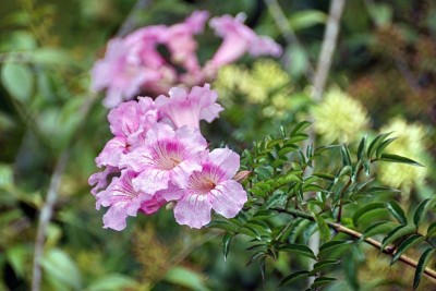 紫花怒放