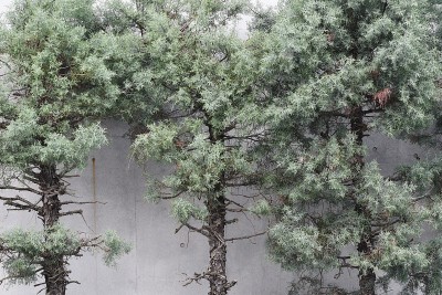 亚利桑那柏树“蓝冰”