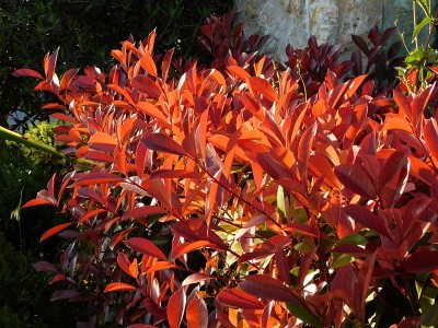 photinia -红