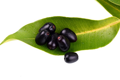 有叶的锦豆或锦豆(锦豆)