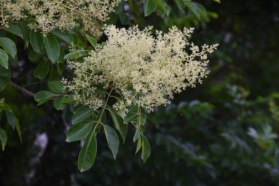 格里菲斯的白蜡树(Fraxinus griffithii)花。