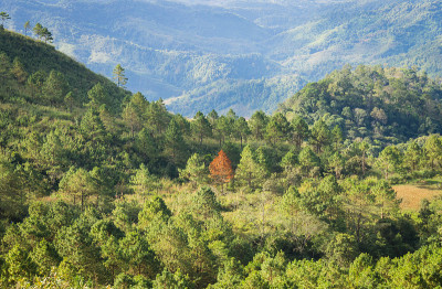 突出的干树在绿树成荫的森林与山区背景