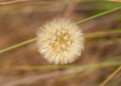 野花。