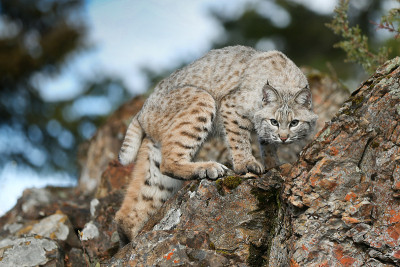 山猫