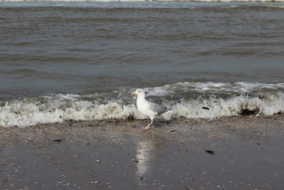 海鸥在冲浪