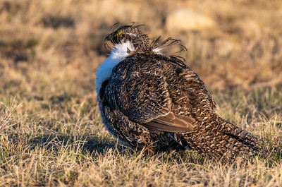 Greater Sage-grouse On the High Desert Plains