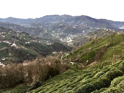 红茶新茶村