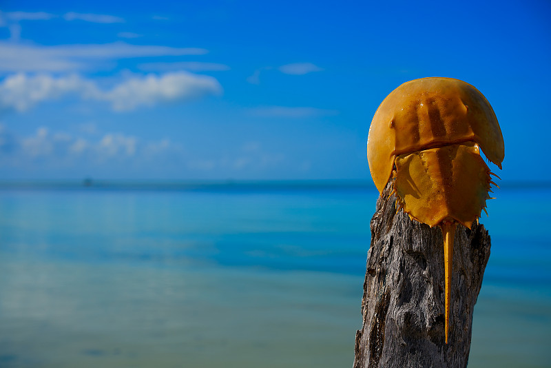 墨西哥Cacerola de mar Limulus polyphemus