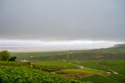 风景与绿色的特级葡萄园附近埃佩尔内，地区香槟，法国在雨天。白霞多丽葡萄在白垩质土壤上的栽培。