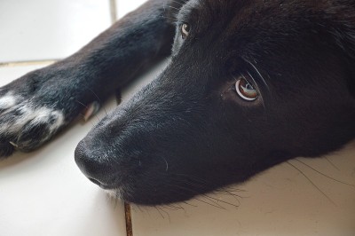 黑狗在房子里