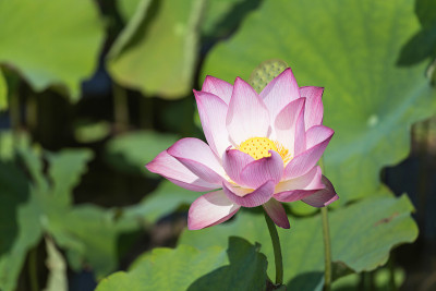 美丽的莲花