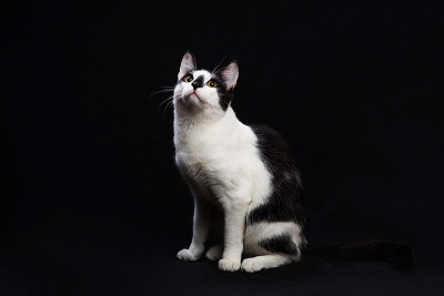 黑白相间的猫坐在黑色的背景上。