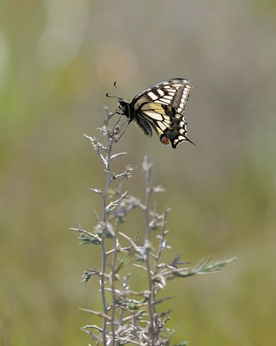 蝴蝶Papilio machaon。