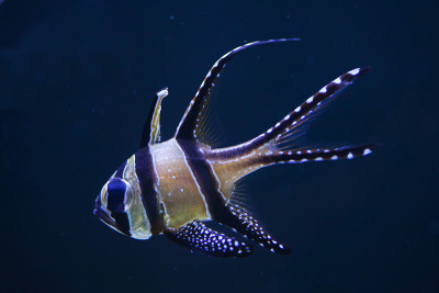 骄傲的鲤鱼(Pterapogon kauderni)。
