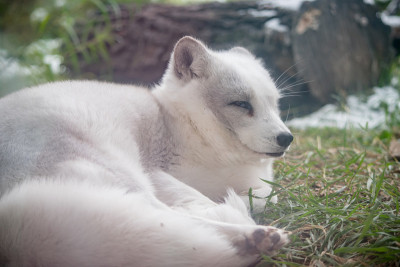 坐在狐狸