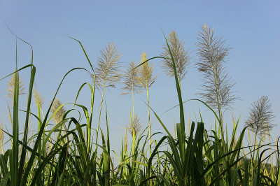 甘蔗开花
