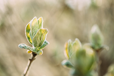 金银花Xylosteum。金银花幼春绿叶生长在灌木植物。欧洲飞金银花，矮金银花或飞忍冬是一种落叶灌木