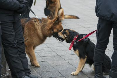 两只服务犬会议