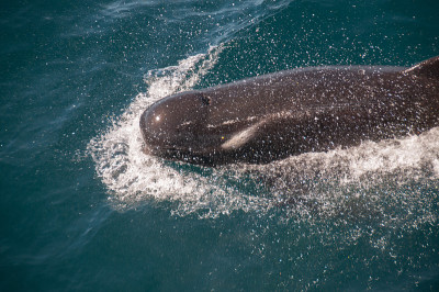 Long-finned Pilot Whales