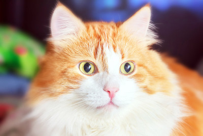 红猫的画像