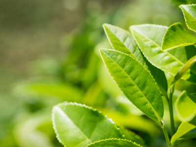 茶