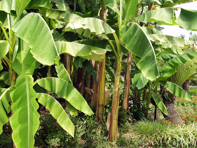 日本bannana植物