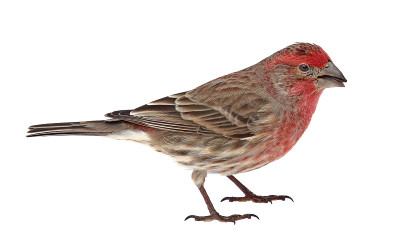 Finch, Carpodacus mexicanus，孤立