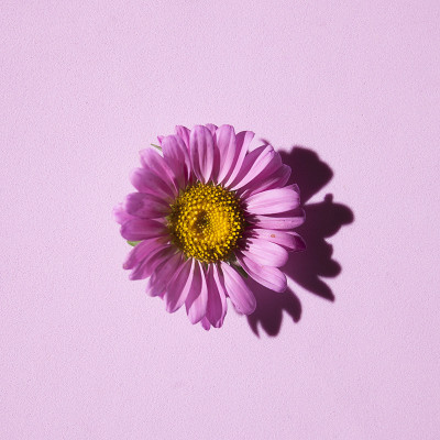 美丽的花背景在紫丁香的颜色与紫菀花