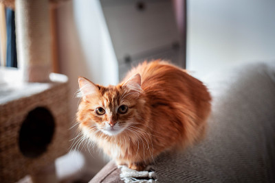 姜的猫