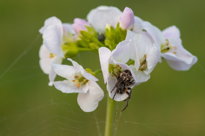 球菌花(cardamine pratensis)