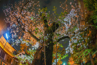 横滨的樱花，