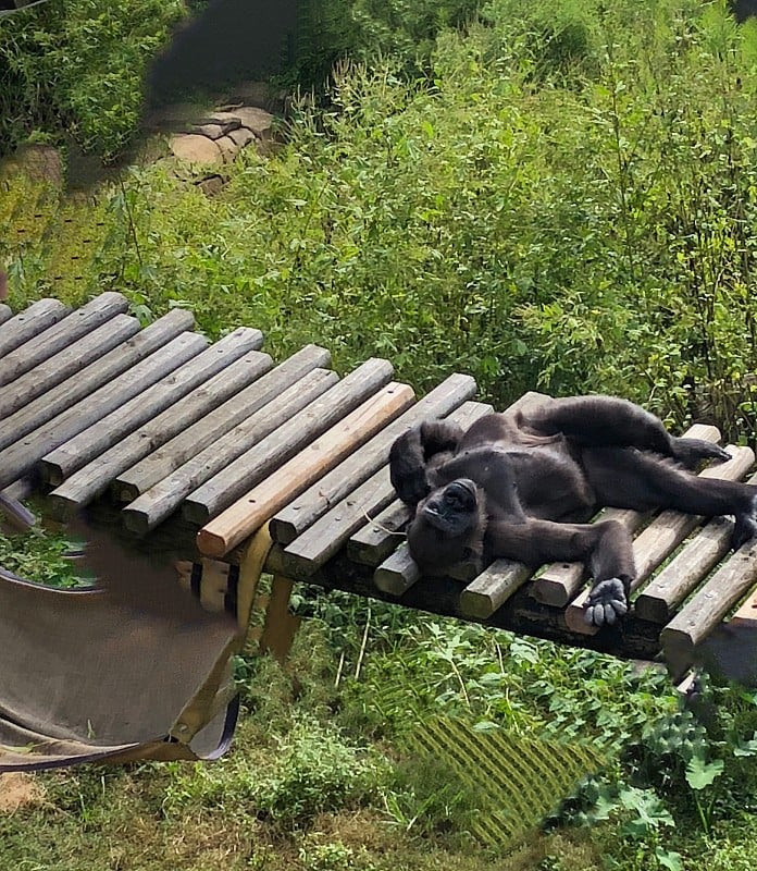 西部低地大猩猩