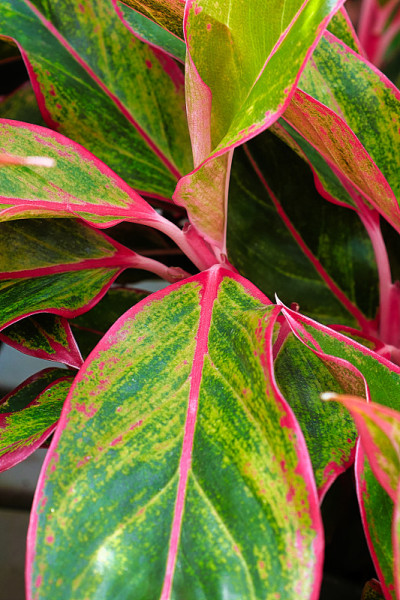 A vertical of the a pink and green colors on an ag