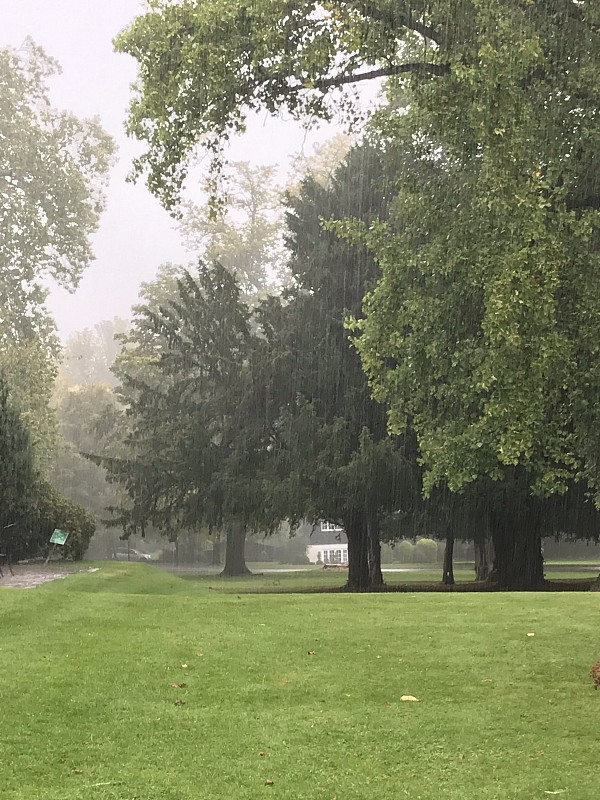 雨的松柏