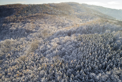 空中的冬季仙境与下奥地利雪林的嗡嗡声