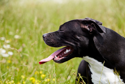绿色的美国比特犬肖像。