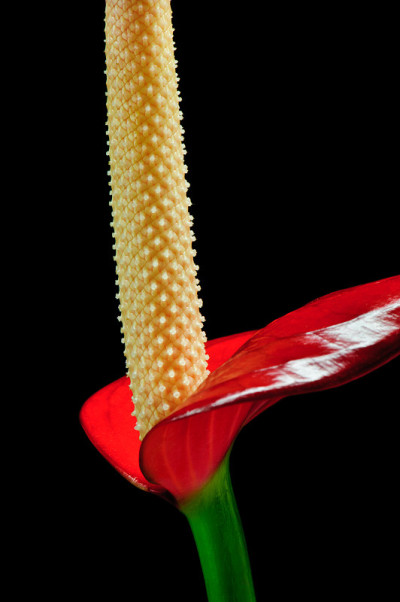 手捧花的特写
